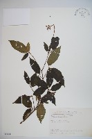 呂宋莢迷藏品圖，第1張