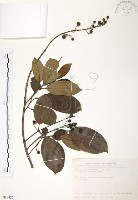 山香圓藏品圖，第1張