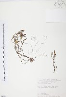 玉山龍膽藏品圖，第1張