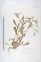 獨行菜藏品圖，第1張