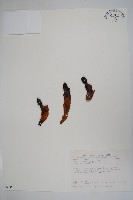 筆頭蛇菰藏品圖，第1張