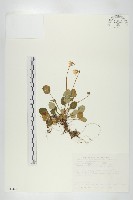 圓葉裂緣花藏品圖，第1張