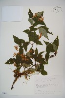 松田氏莢迷、宜昌莢迷藏品圖，第1張