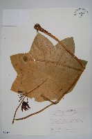 八角蓮藏品圖，第1張