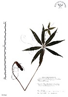 七葉一枝花藏品圖，第1張