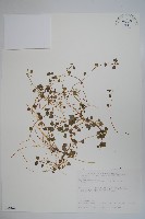 山桔梗藏品圖，第1張