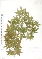 櫸、雞油藏品圖，第1張