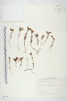 森氏佛甲草藏品圖，第1張