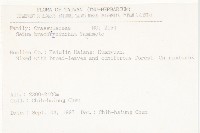 森氏佛甲草藏品圖，第2張