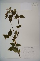 松田氏莢迷、宜昌莢迷藏品圖，第1張