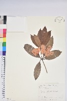 西施花、青紫木藏品圖，第1張