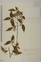 佩羅特木藏品圖，第1張