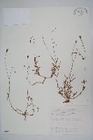 細葉蘭花參藏品圖，第1張