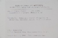 細葉蘭花參藏品圖，第2張