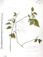 小構樹藏品圖，第1張