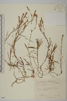 玉山石竹藏品圖，第1張