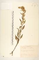 一枝黃花藏品圖，第1張