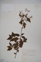 狹葉莢迷藏品圖，第1張