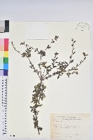 細葉杜鵑、南湖杜鵑、志佳陽杜鵑藏品圖，第1張