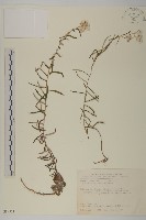 玉山抱莖籟簫藏品圖，第1張