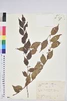 白珠樹藏品圖，第1張