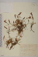 玉山石竹藏品圖，第1張