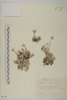 尼泊爾籟簫藏品圖，第1張