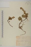 雪山艾藏品圖，第1張