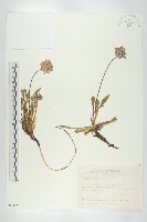 玉山山蘿蔔藏品圖，第1張