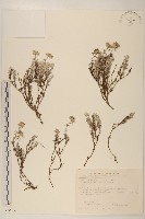 玉山薄雪草藏品圖，第1張