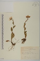 雪山馬蘭藏品圖，第1張