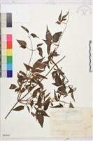 小木通藏品圖，第1張