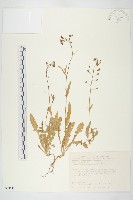 薺藏品圖，第1張