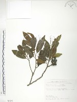 烏心石藏品圖，第1張