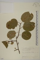 大葉南蛇藤藏品圖，第1張