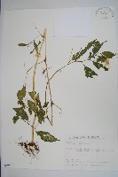 黃花鳳仙花藏品圖，第1張