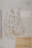 小花繁縷藏品圖，第1張