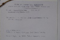 阿里山忍冬、漸尖葉忍冬藏品圖，第2張