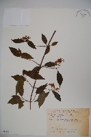 狹葉莢迷藏品圖，第1張