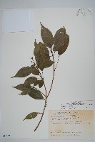 臺灣樹參藏品圖，第1張