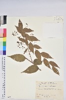 白珠樹藏品圖，第1張