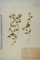 狗筋蔓藏品圖，第1張