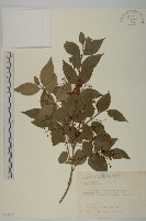 刺果衛矛藏品圖，第1張