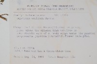 紫花鳳仙花藏品圖，第2張