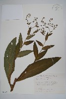 琉璃草藏品圖，第1張