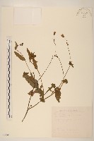 紫背草藏品圖，第1張