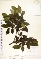 菲律賓榕藏品圖，第1張