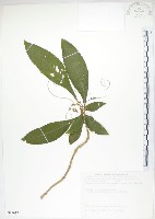 同蕊草、異色線柱苣苔藏品圖，第1張