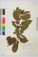 桶鉤藤藏品圖，第1張