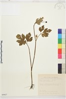 水辣菜、禺毛茛藏品圖，第1張